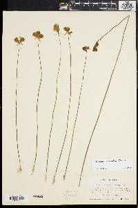 Utricularia cornuta image