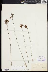 Utricularia cornuta image