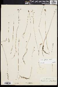 Utricularia gibba image