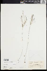 Utricularia gibba image