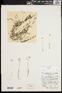 Utricularia gibba image