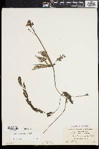 Utricularia gibba image