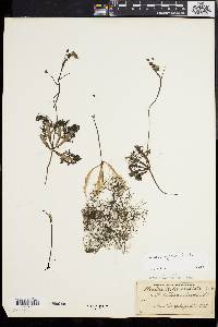 Utricularia gibba image