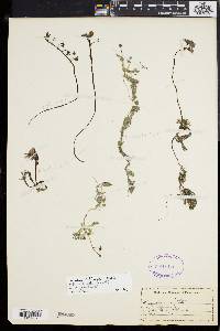 Utricularia gibba image