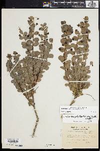 Andrachne phyllanthoides image