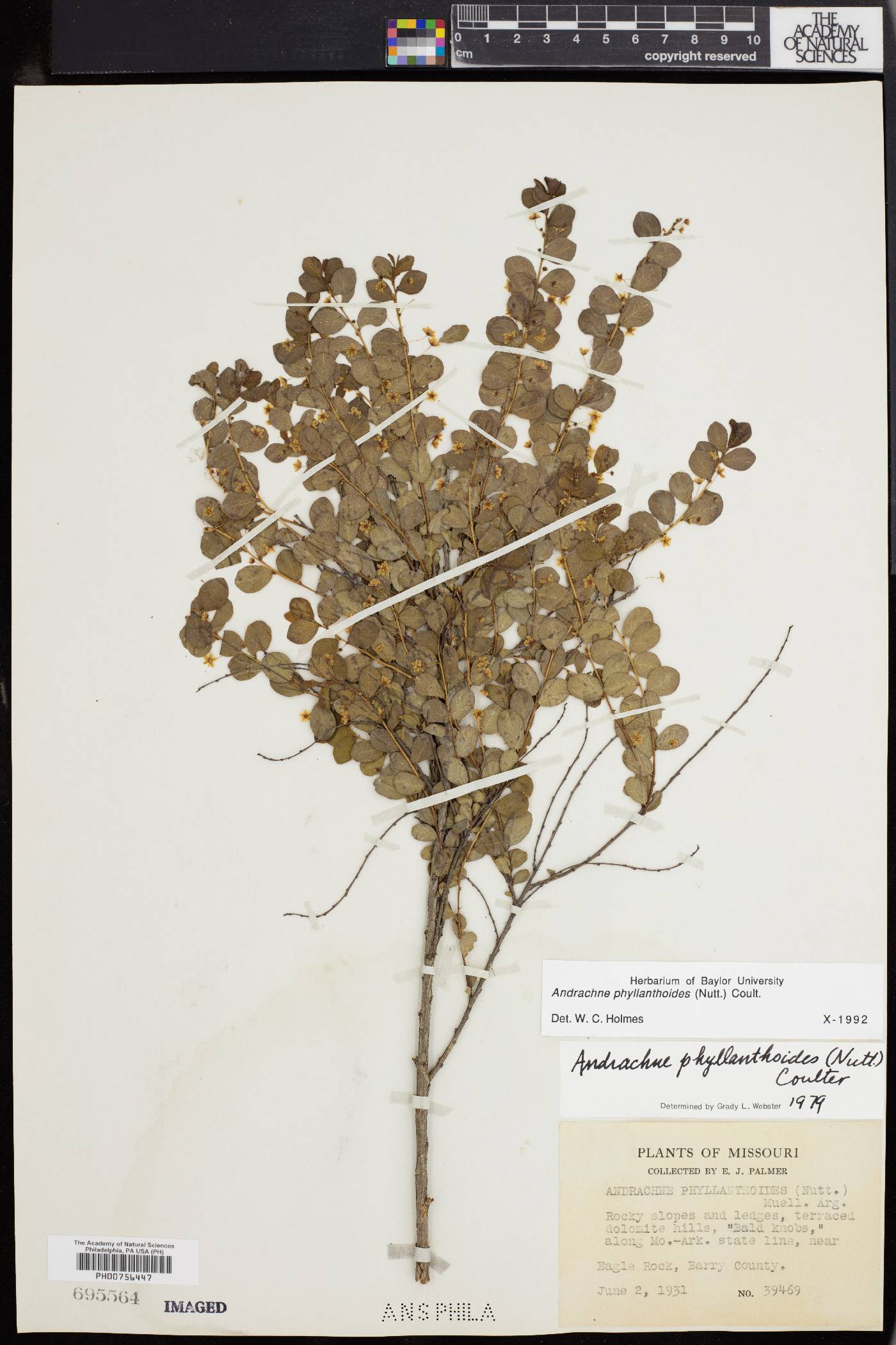 Andrachne phyllanthoides image