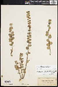 Andrachne phyllanthoides image