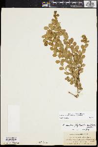 Andrachne phyllanthoides image