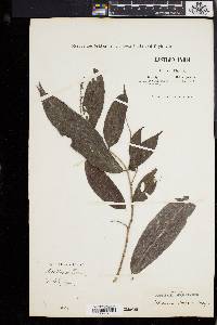 Antidesma bunius image