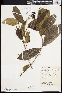 Media resource of Antidesma cuspidatum