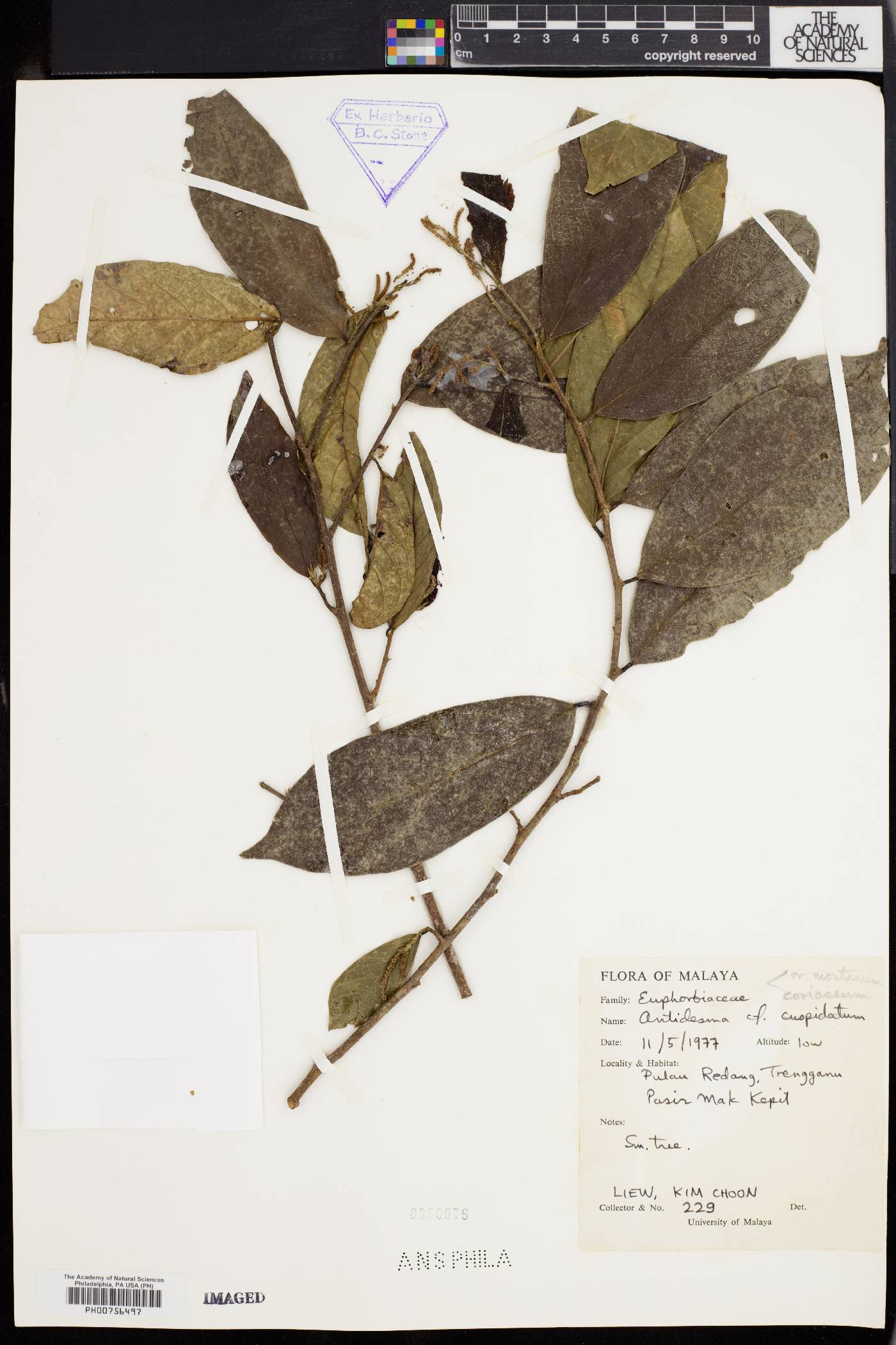 Antidesma cuspidatum image