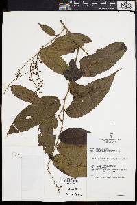 Antidesma cuspidatum image