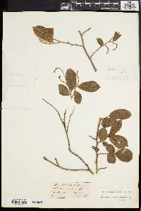 Media resource of Antidesma acidum