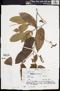 Media resource of Antidesma helferi