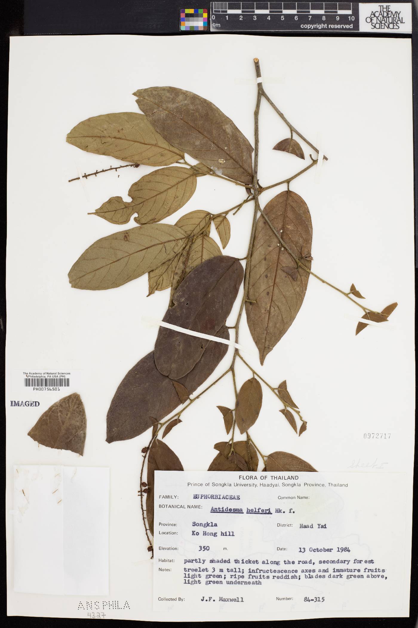 Antidesma helferi image