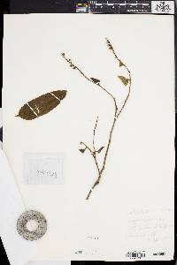 Antidesma helferi image