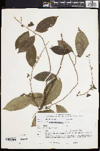 Antidesma helferi image