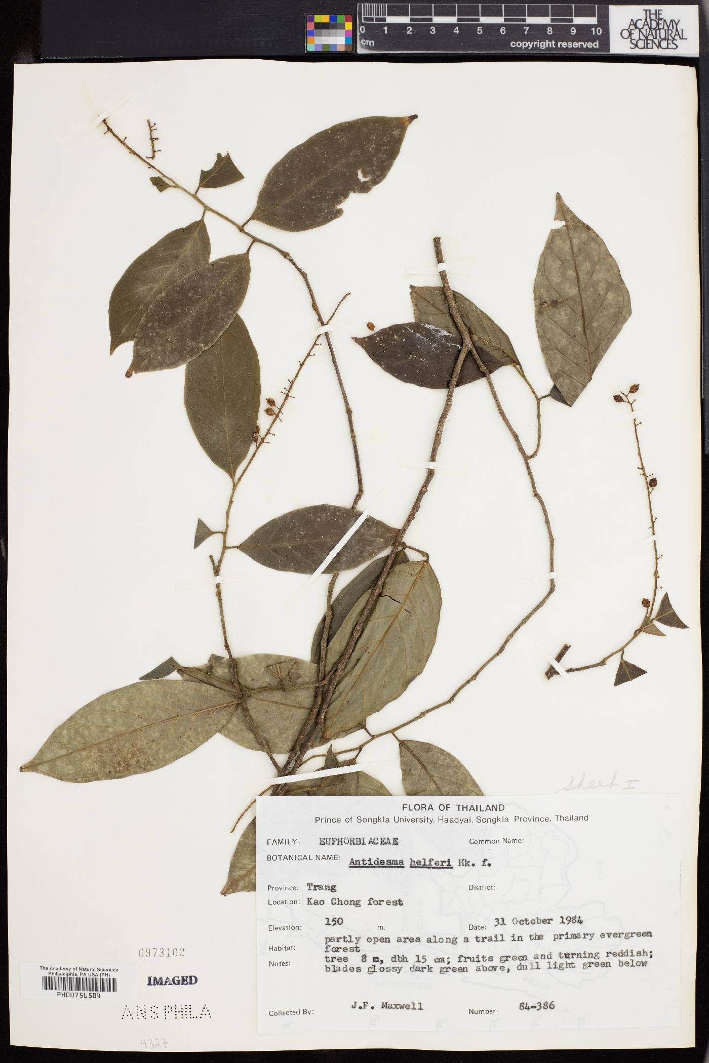 Antidesma helferi image
