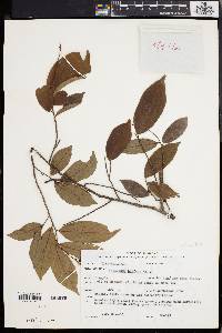 Antidesma helferi image