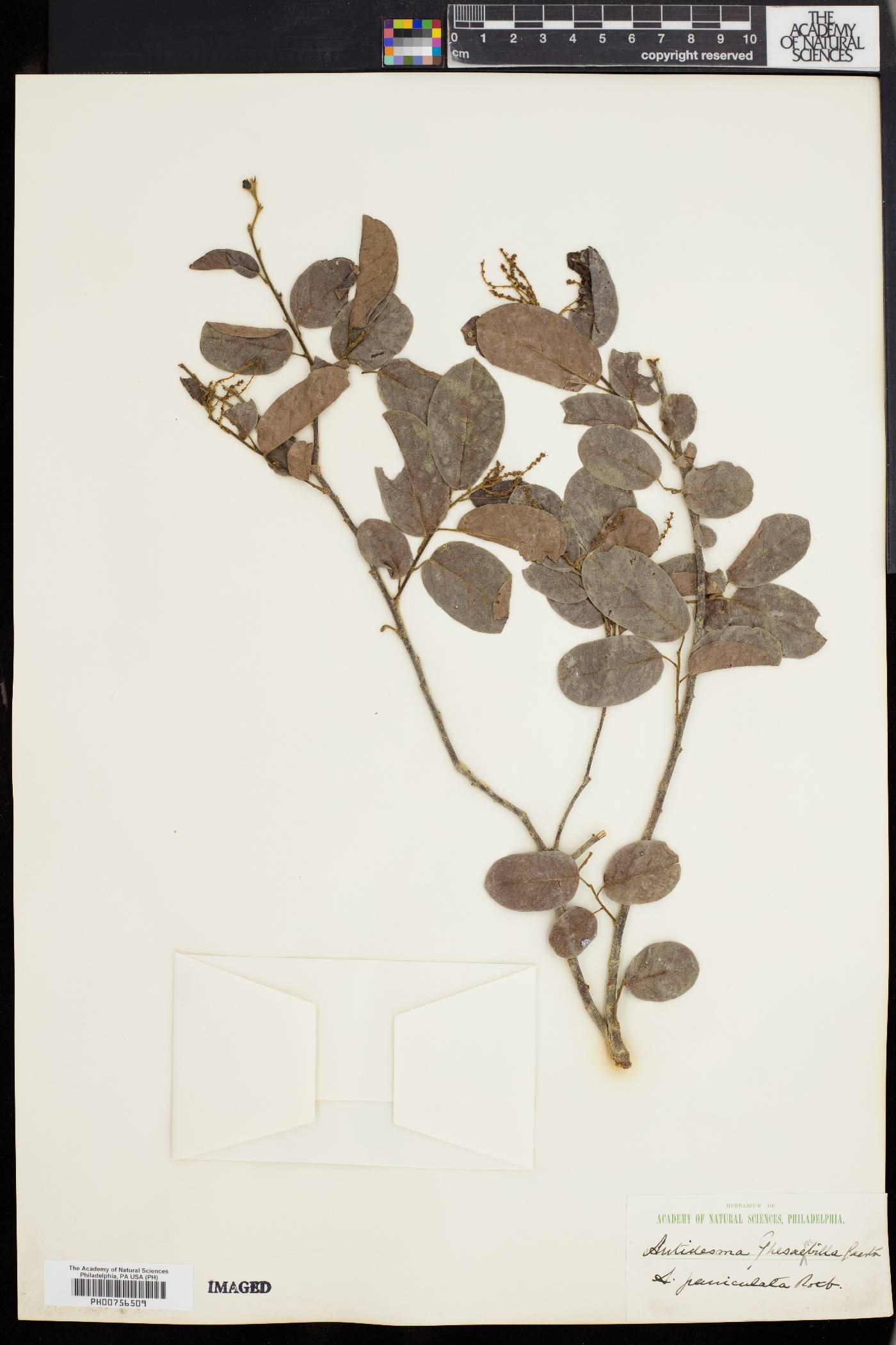 Antidesma ghaesembilla image