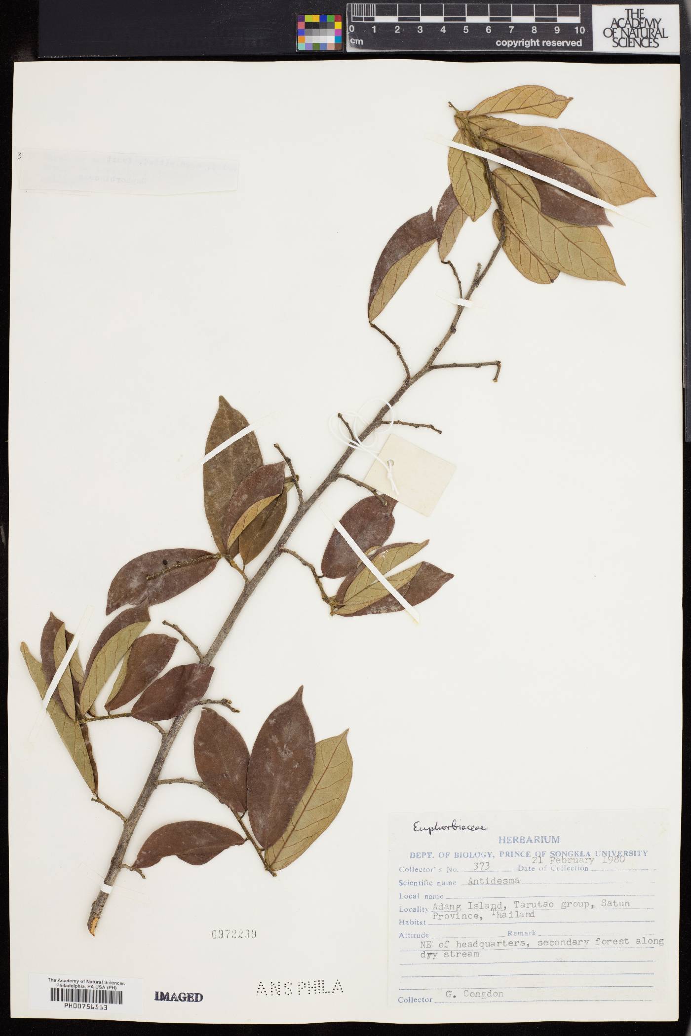 Antidesma ghaesembilla image