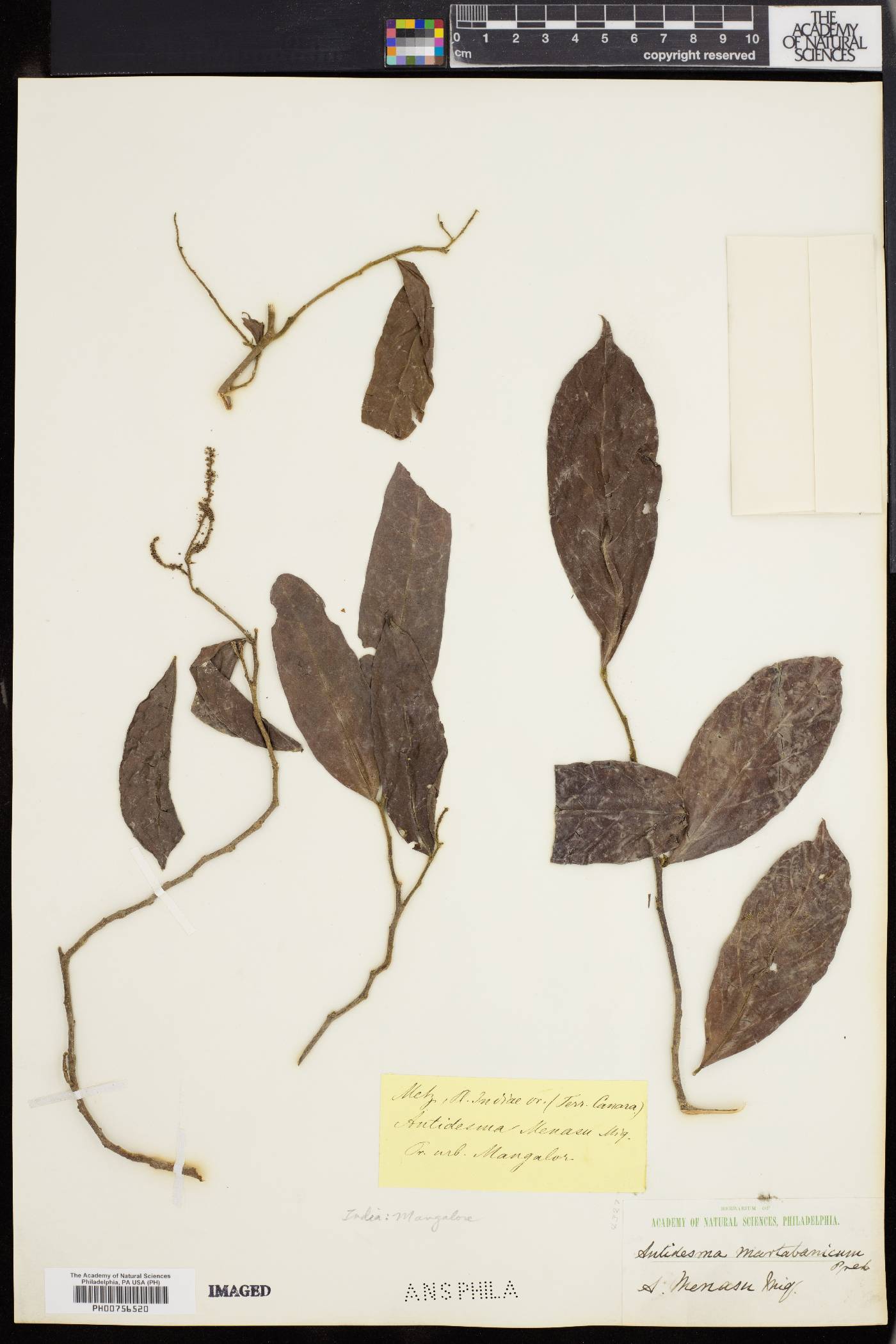 Antidesma montanum image