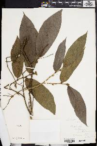 Antidesma montanum image