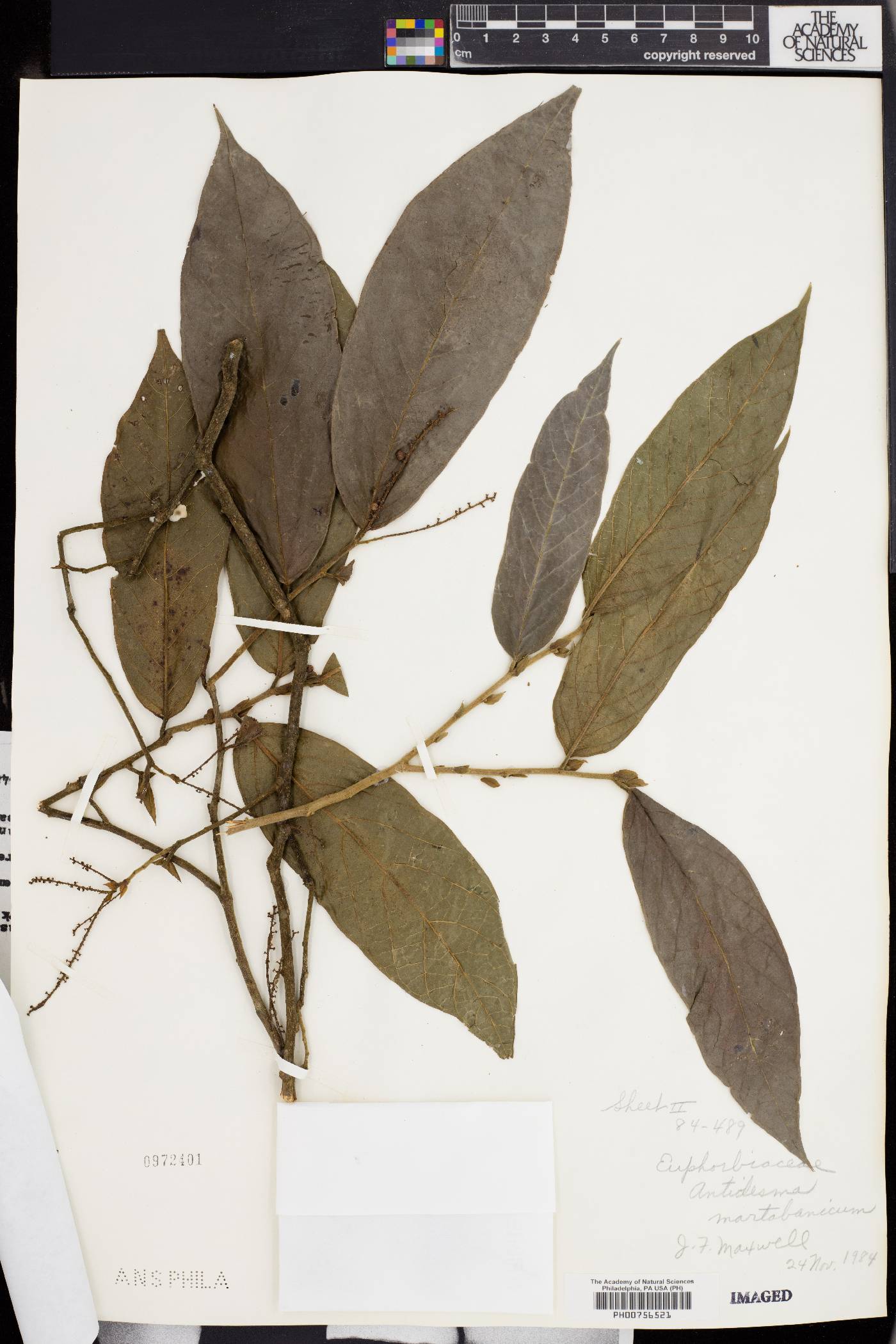 Antidesma montanum var. wallichii image