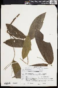 Antidesma montanum image