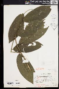 Antidesma montanum image