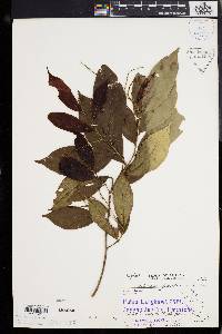 Antidesma montanum image