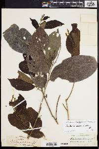 Antidesma montanum image