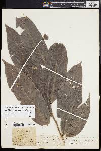 Antidesma montanum image