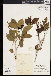 Antidesma montanum image