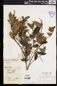 Antidesma montanum image