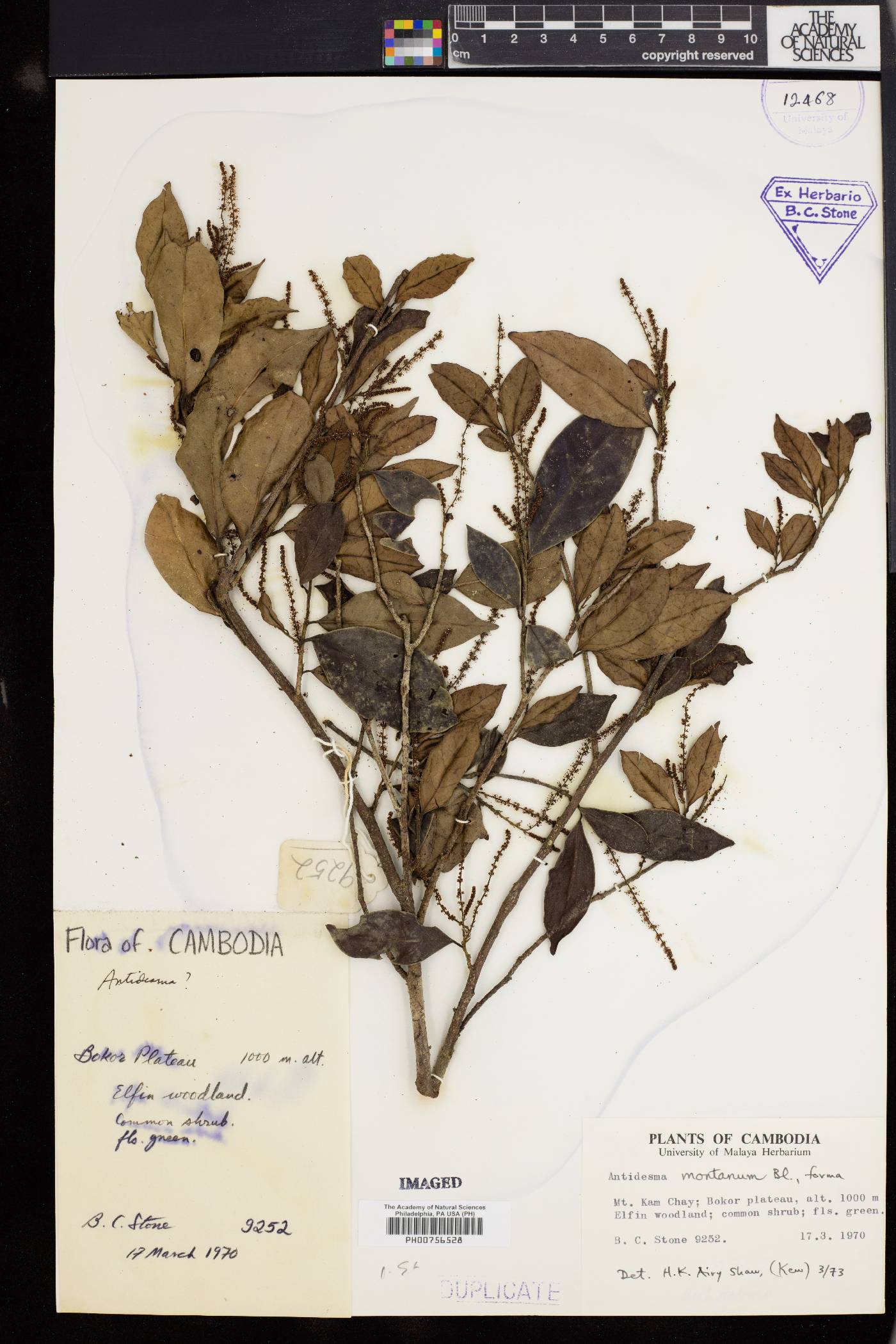 Antidesma montanum image