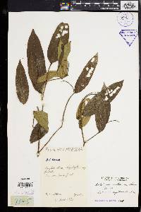 Antidesma montanum image