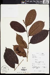 Media resource of Antidesma neurocarpum