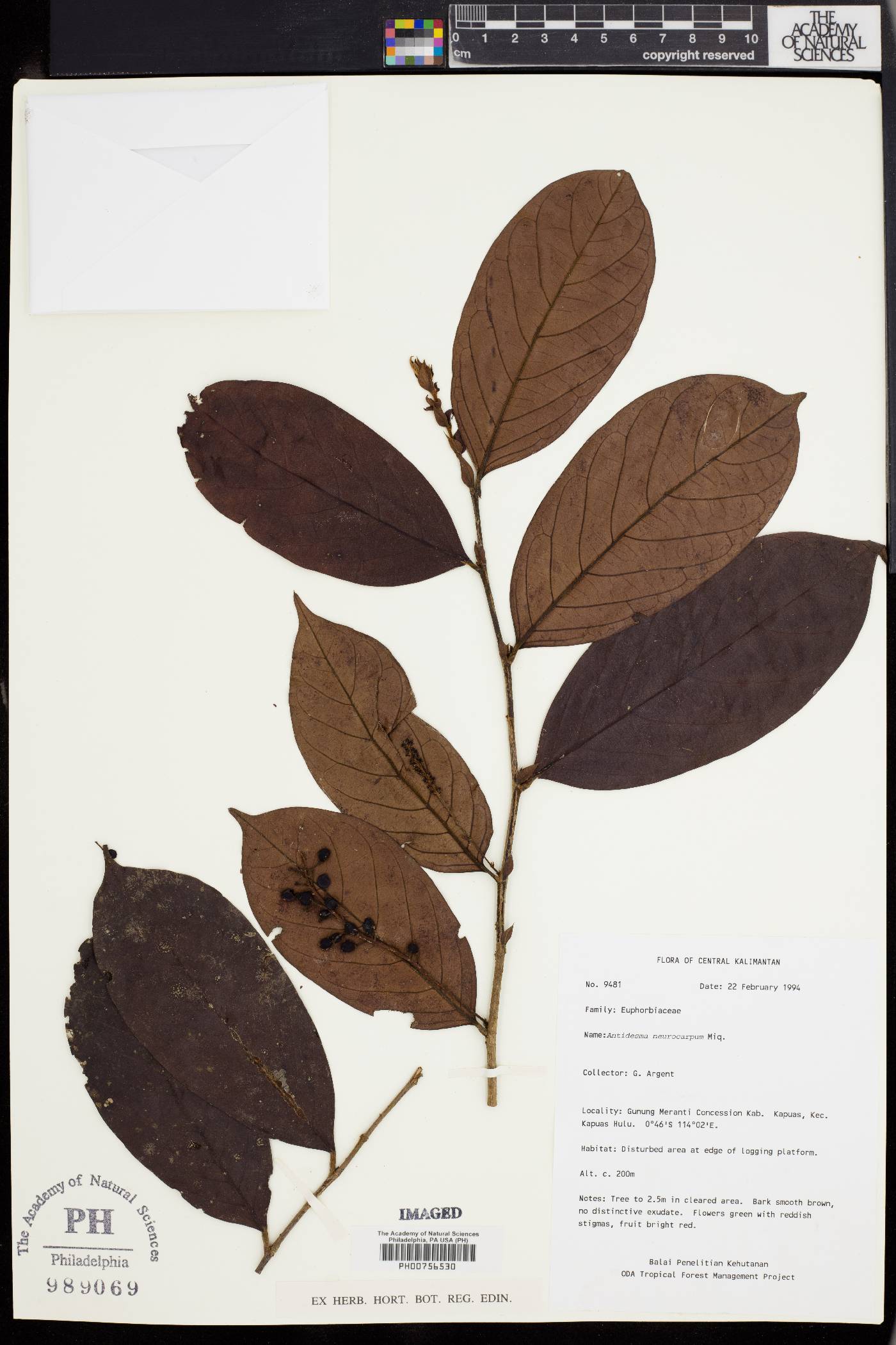Antidesma neurocarpum image