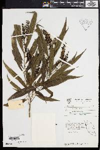 Antidesma montanum image
