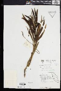Antidesma montanum image