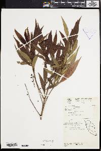 Antidesma montanum image