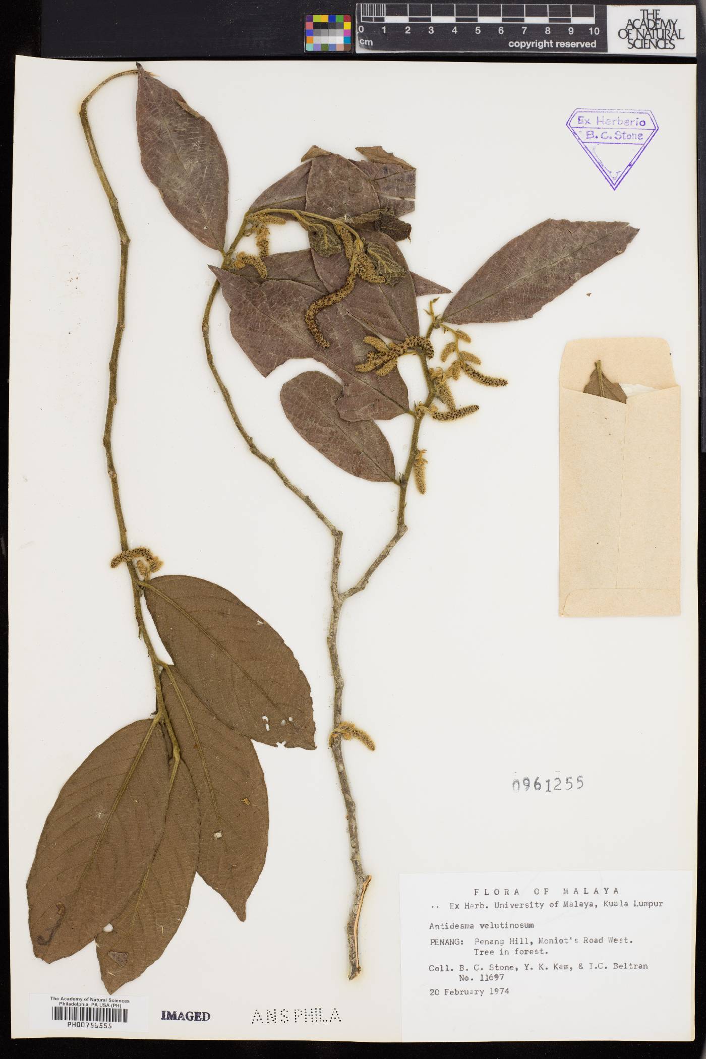 Antidesma velutinosum image