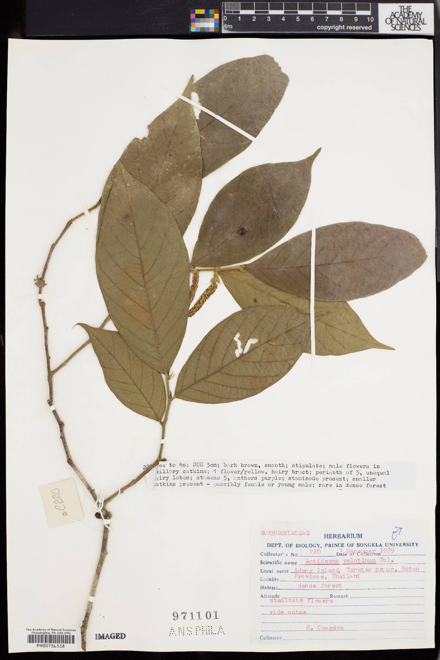 Antidesma velutinum image