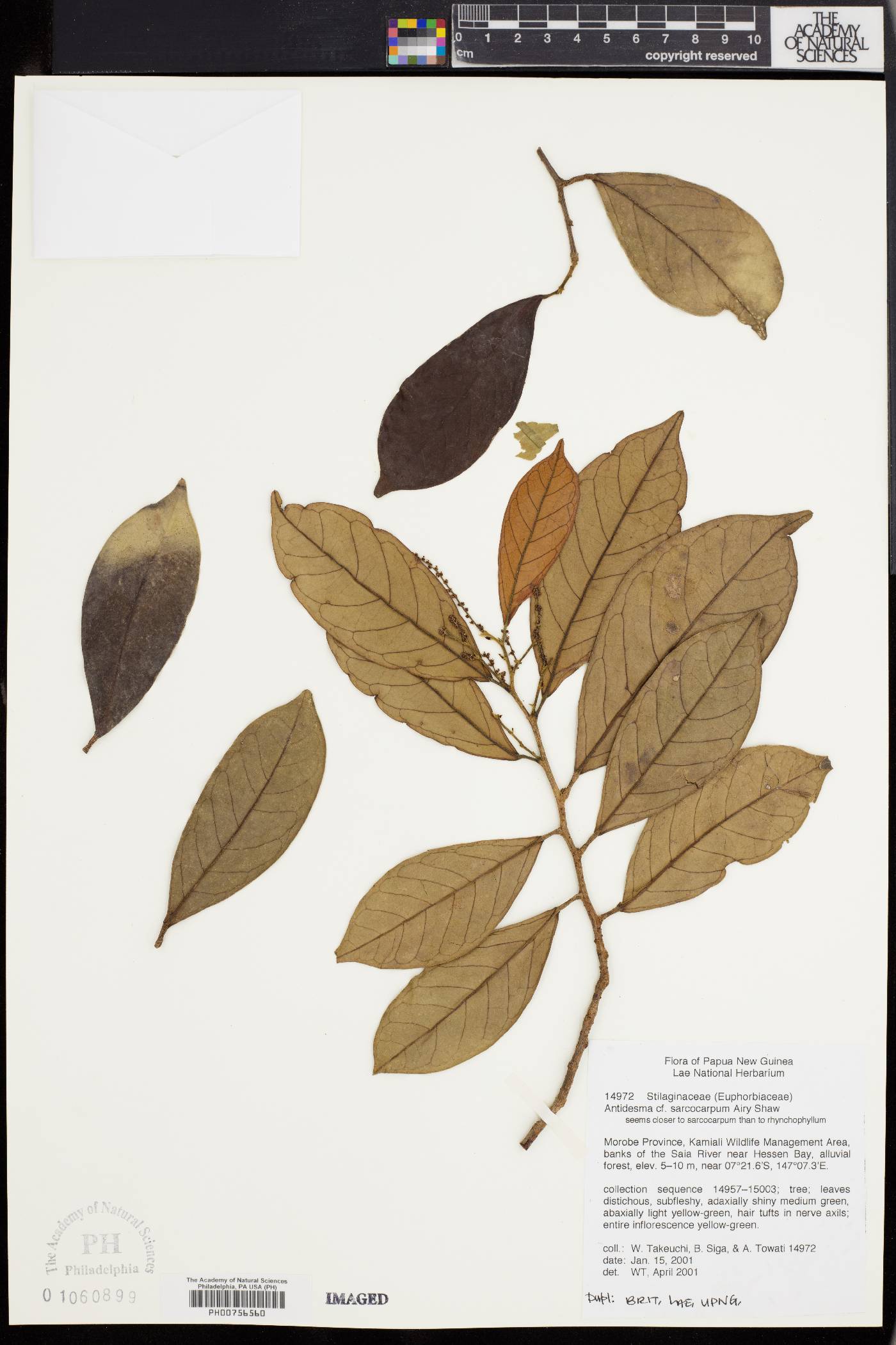 Antidesma excavatum var. excavatum image