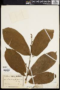 Media resource of Antidesma laciniatum