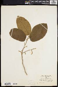 Antidesma pulvinatum image
