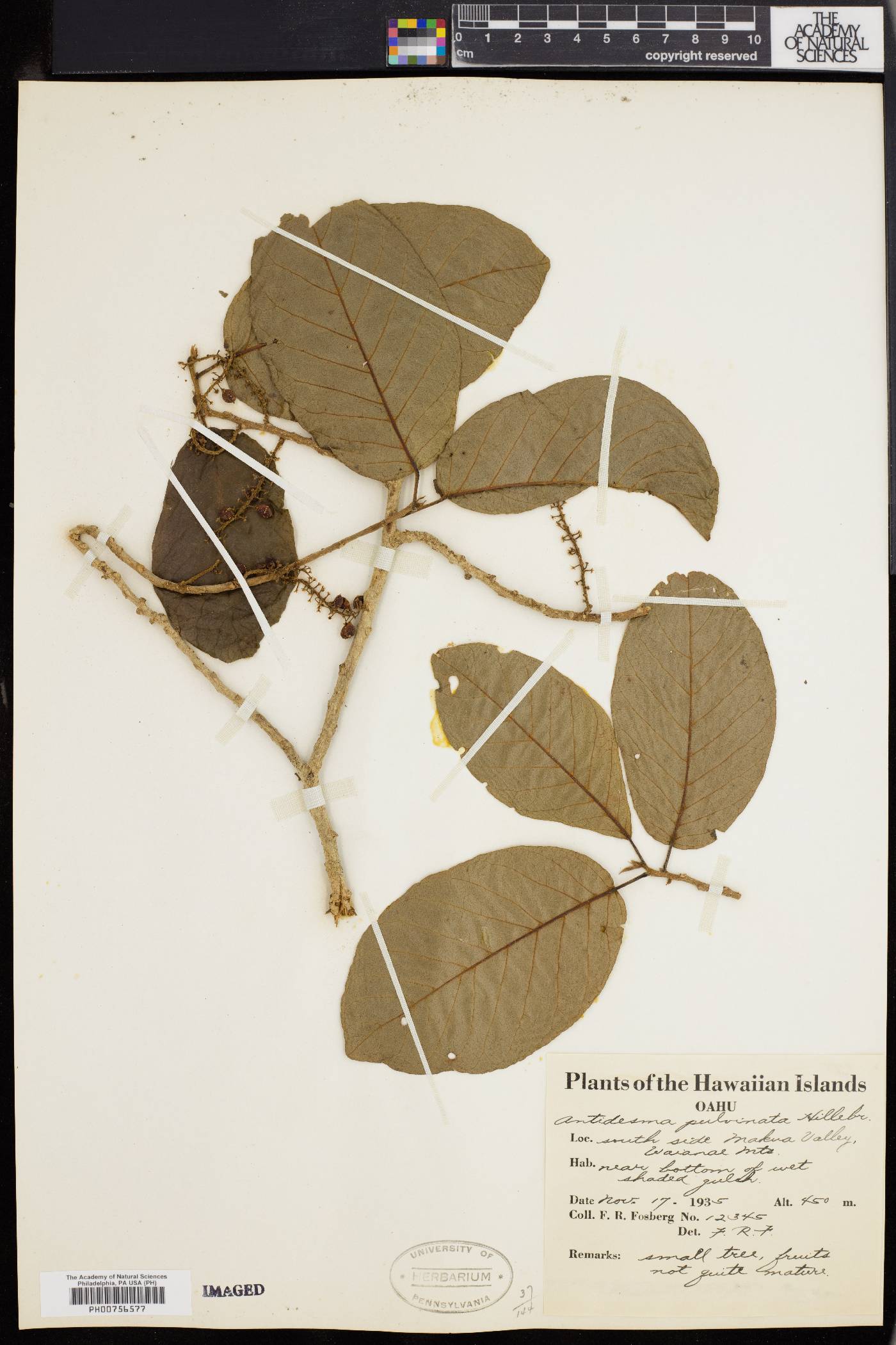 Antidesma pulvinatum image