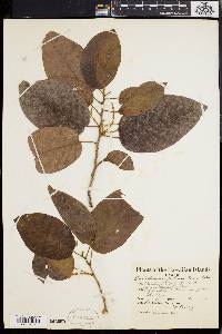 Antidesma pulvinatum image
