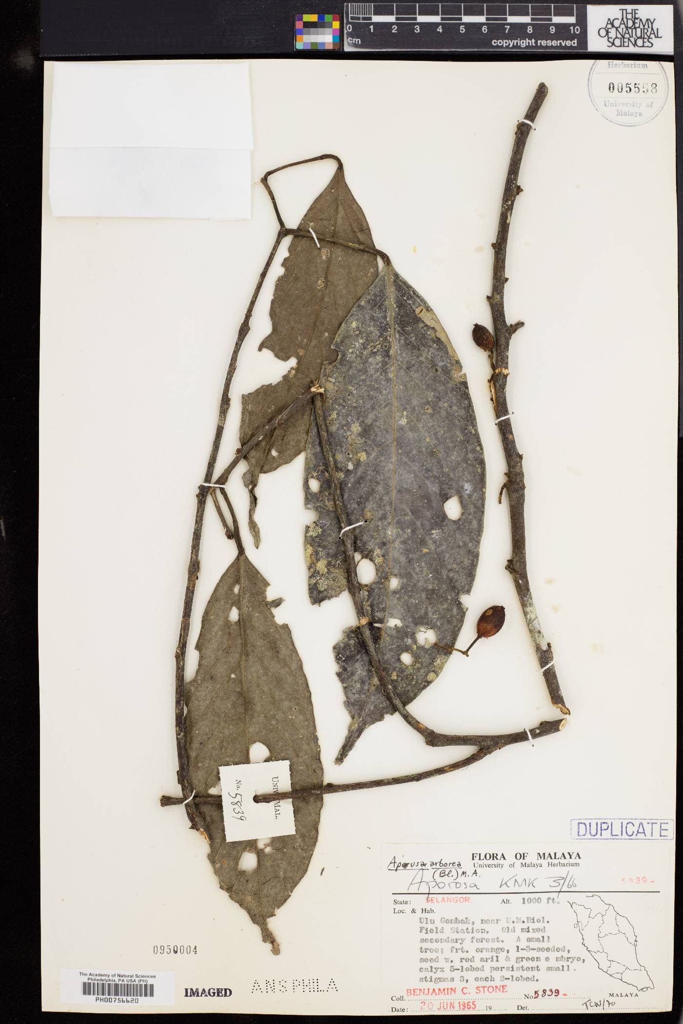 Aporosa arborea image